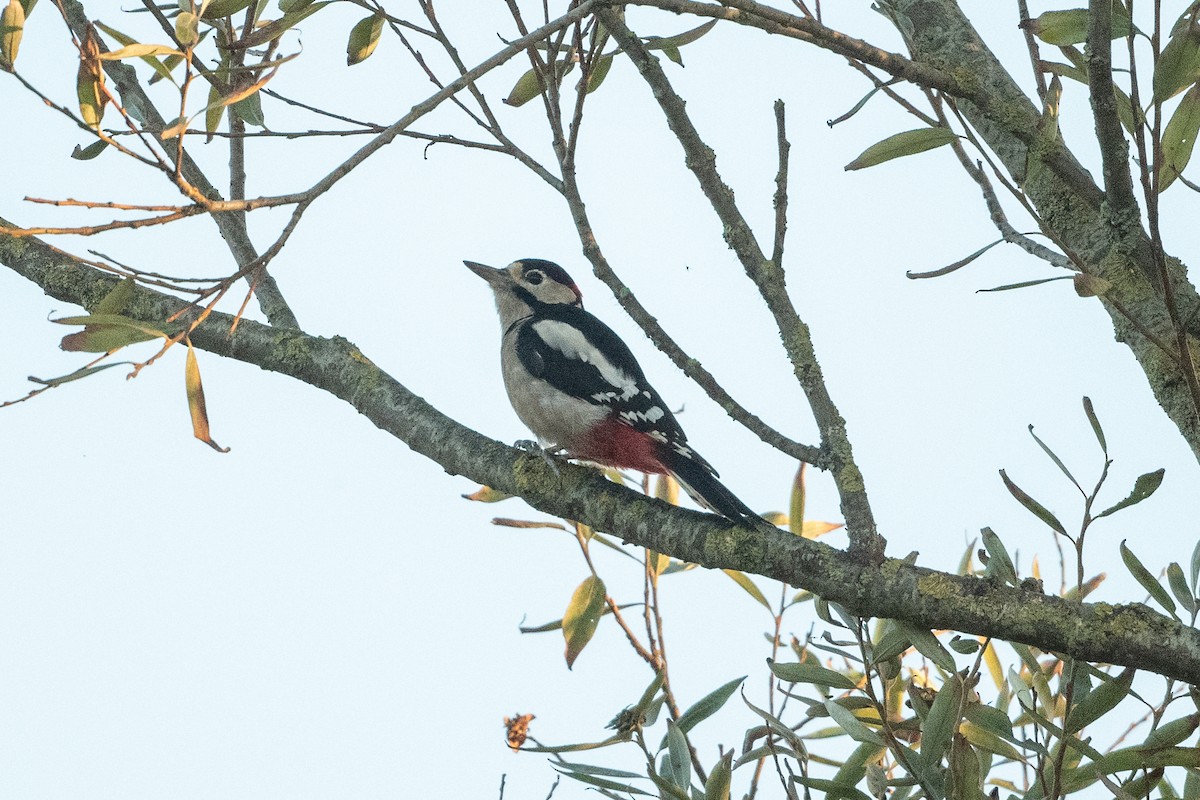 Great Spotted Woodpecker - ML509610511