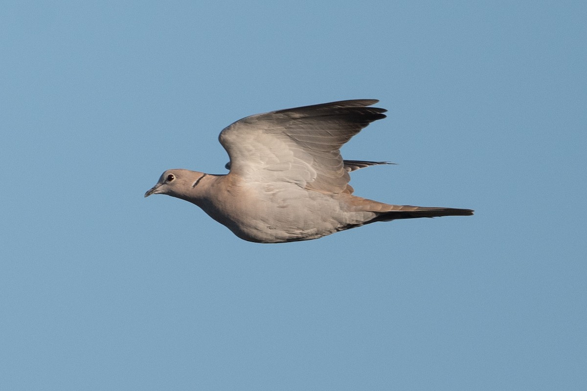 Eurasian Collared-Dove - ML509610601