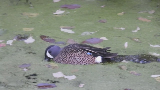 Blue-winged Teal - ML509610611