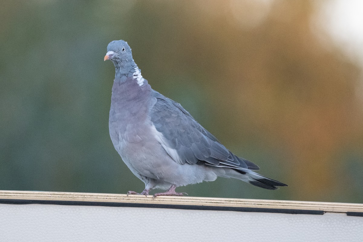 Common Wood-Pigeon - ML509610651