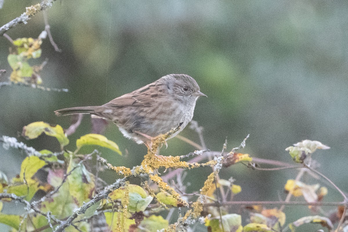 Dunnock - ML509610781