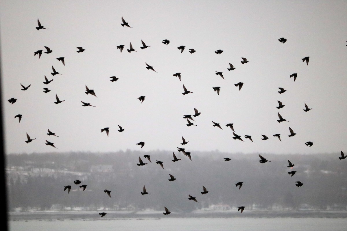 European Starling - ML509610851