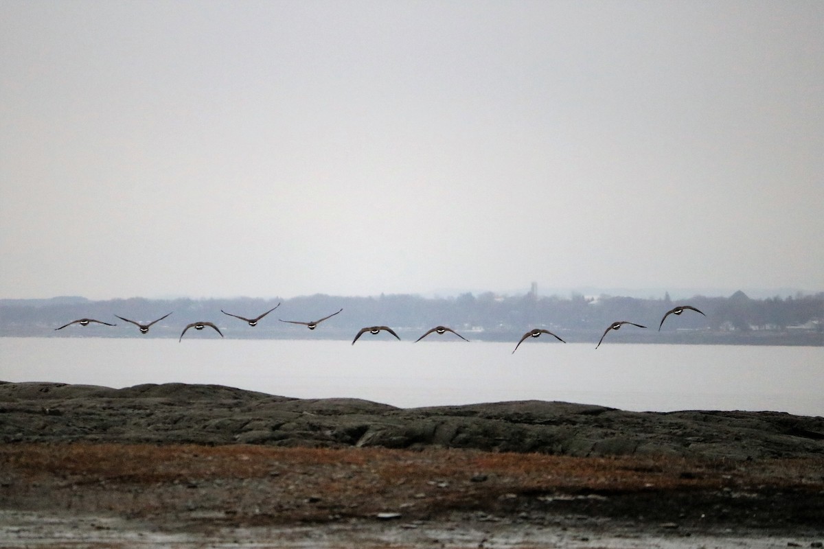 Canada Goose - Danielle-Claude Bélanger