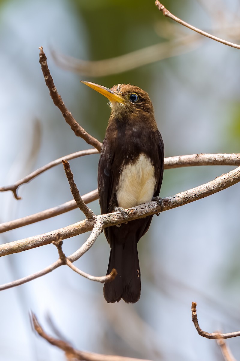 Brown Jacamar - ML509611231