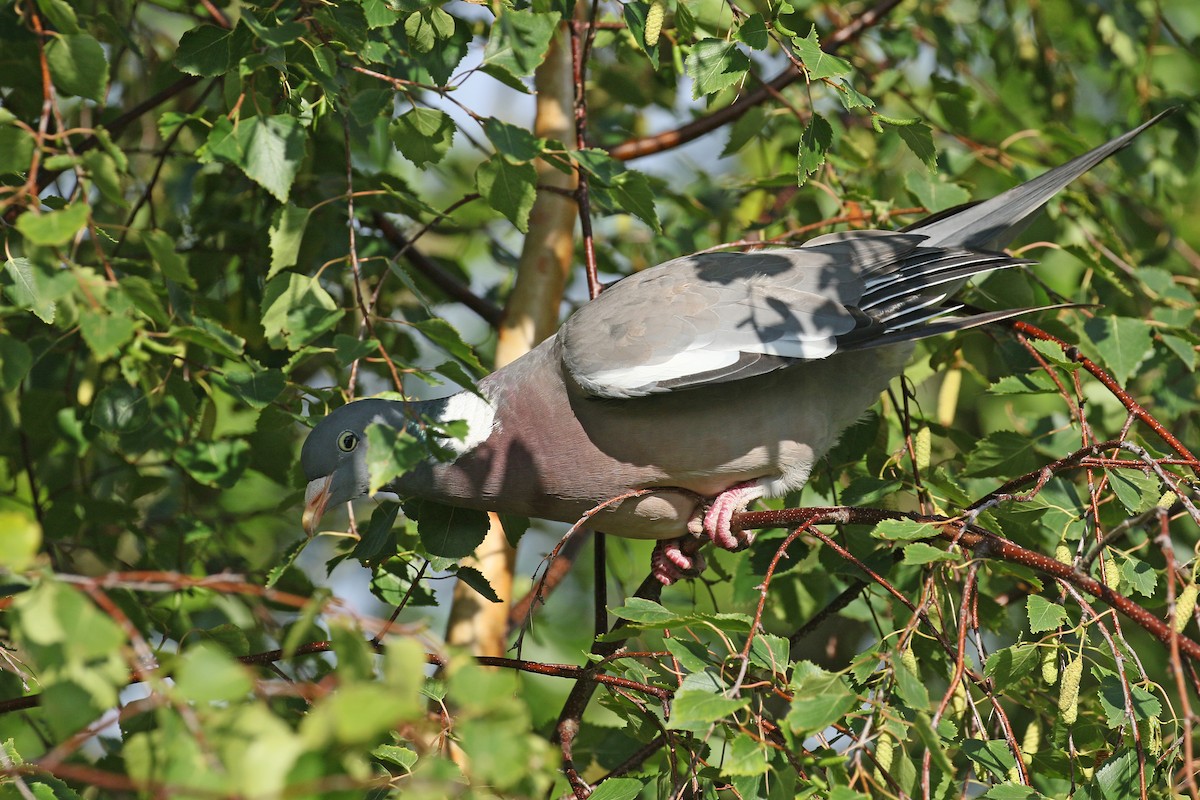 Common Wood-Pigeon - ML509611291