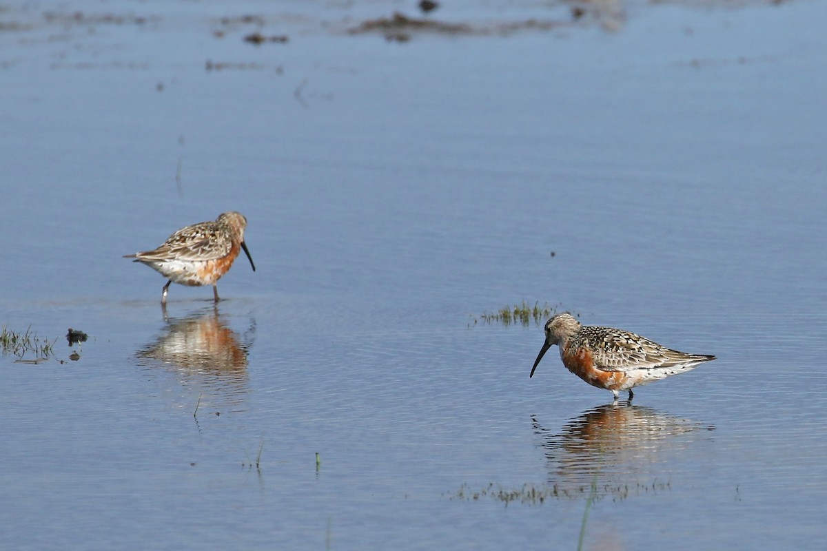 Curlew Sandpiper - ML509611461