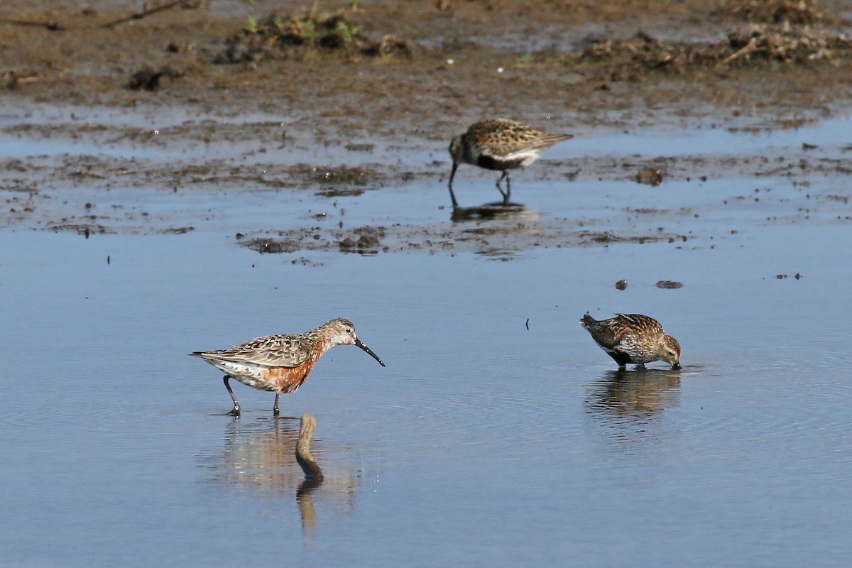 Curlew Sandpiper - Jan Andersson