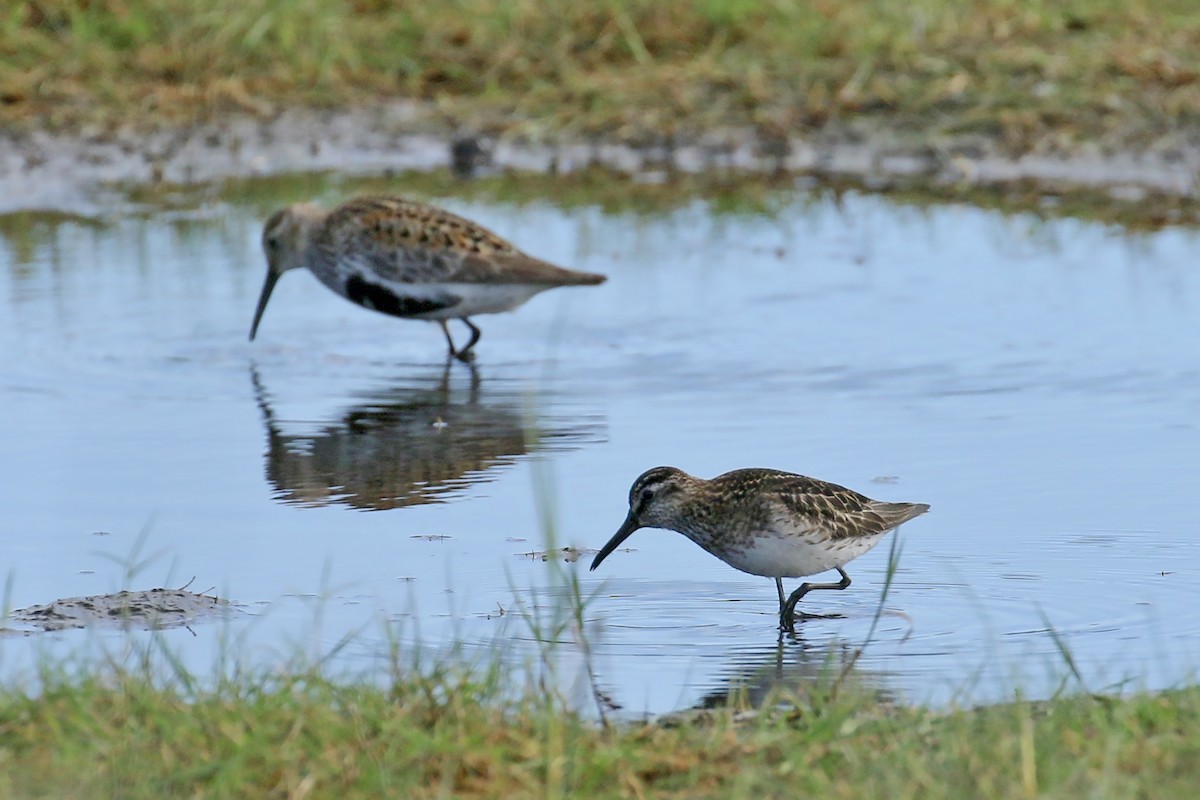 Broad-billed Sandpiper - ML509611991