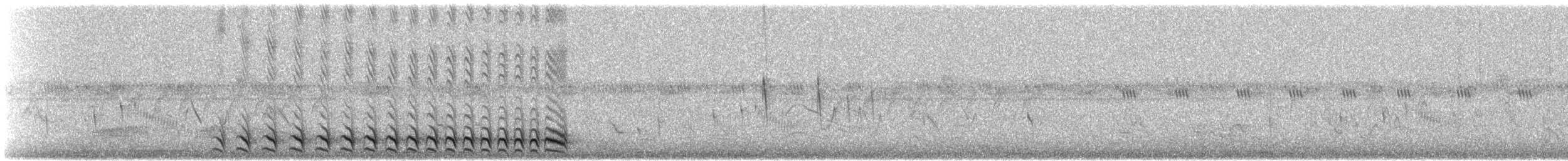 Bindenameisenwürger (capistratus) - ML509612061