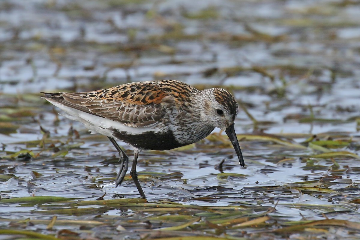 Dunlin - ML509612501