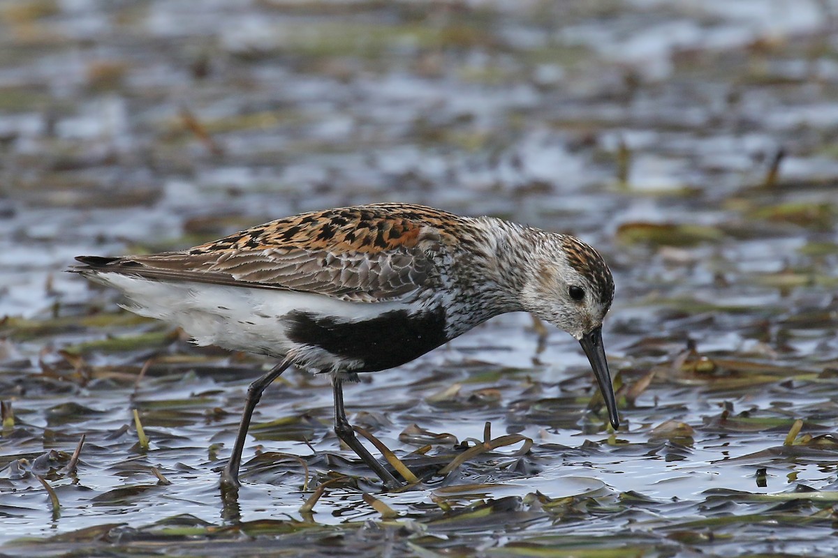 Dunlin - ML509612521