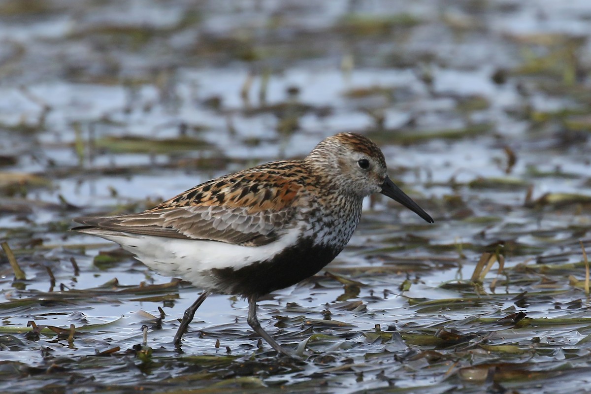 Dunlin - ML509612531