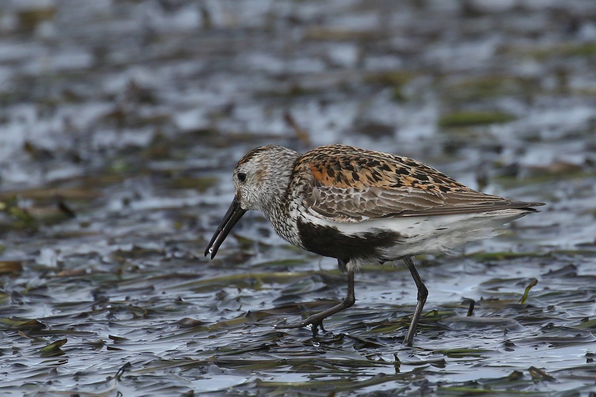 Dunlin - ML509612541