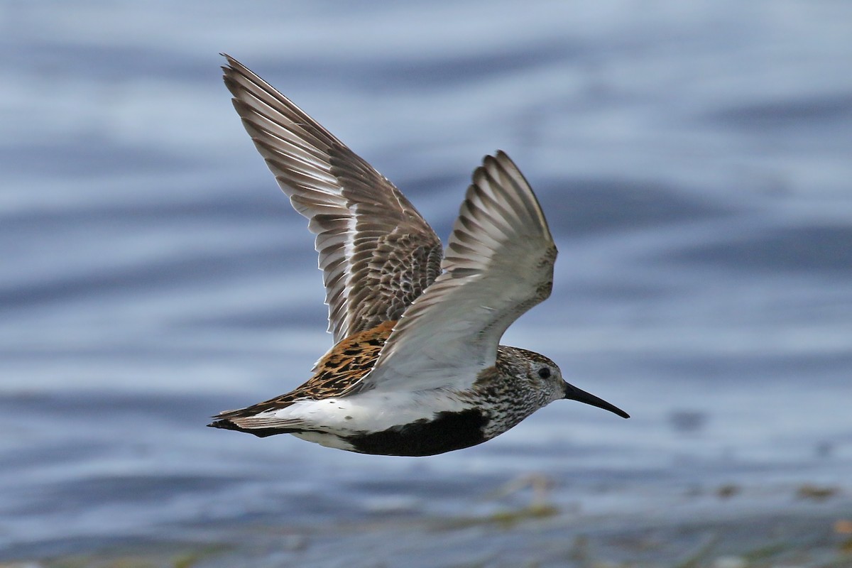 Dunlin - ML509612551