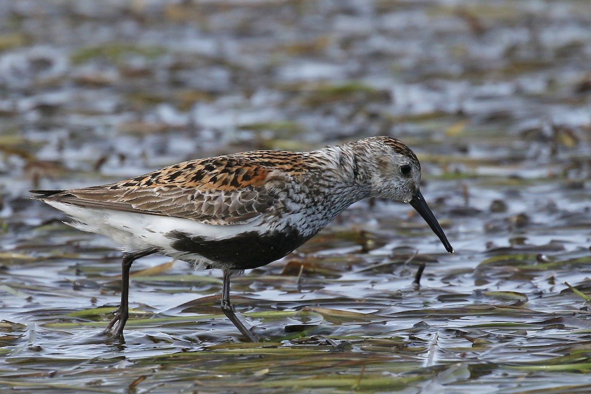 Dunlin - ML509612561