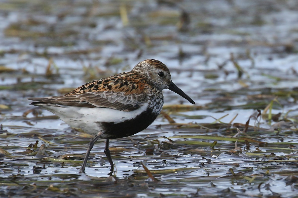 Dunlin - ML509612571