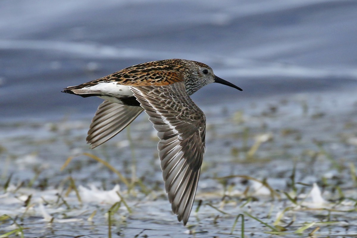 Dunlin - ML509612581