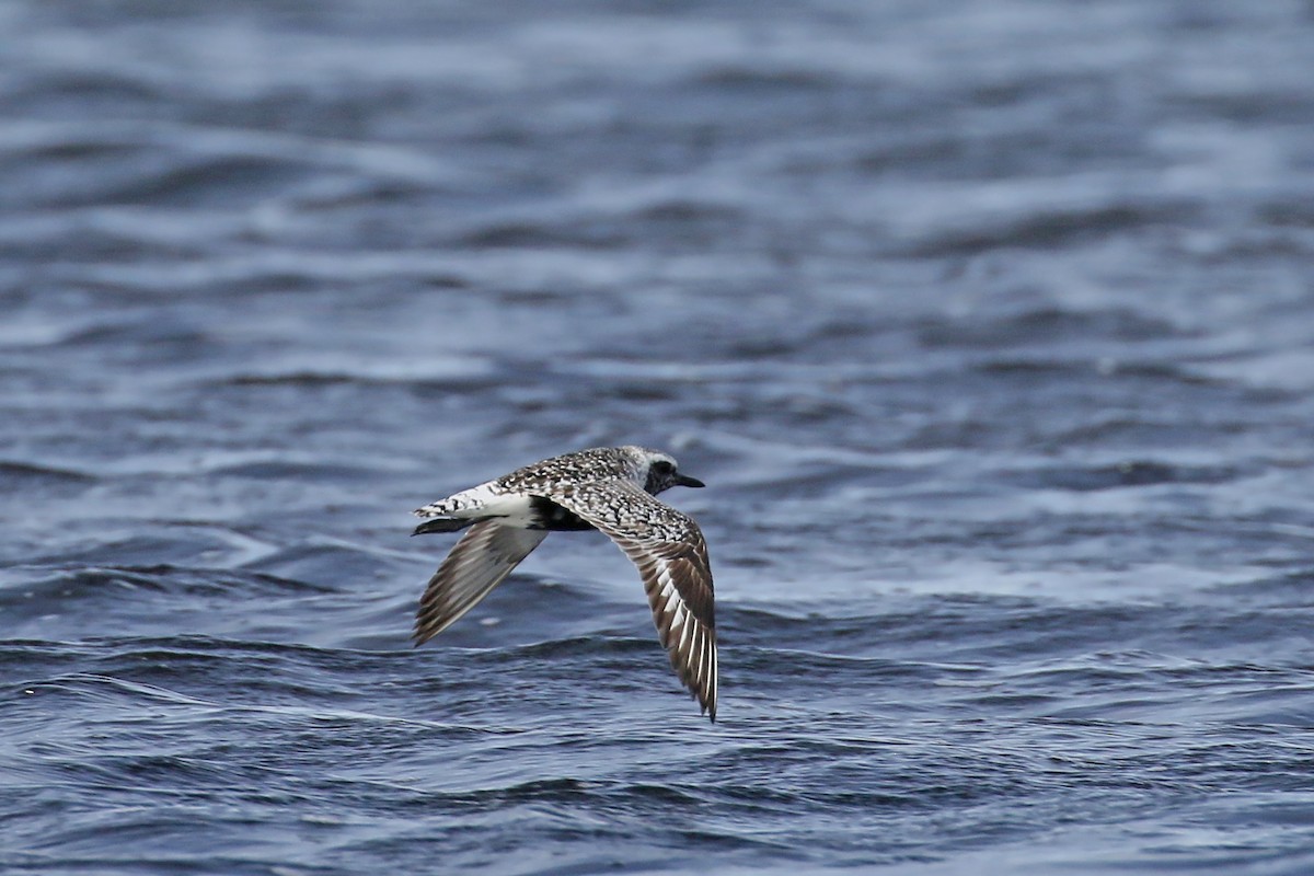 Black-bellied Plover - ML509612771