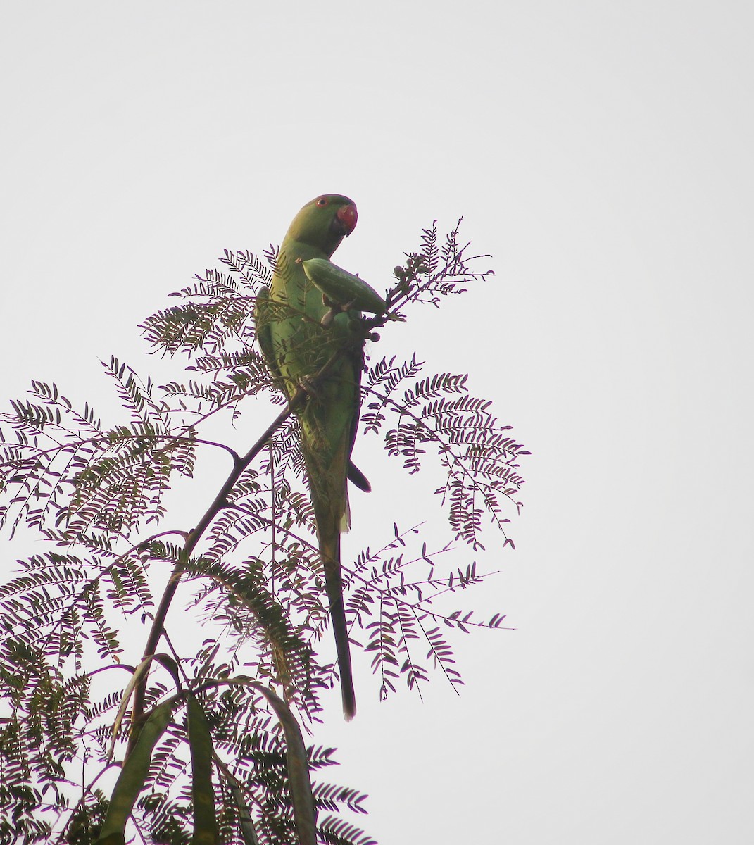 Rose-ringed Parakeet - ML509612801