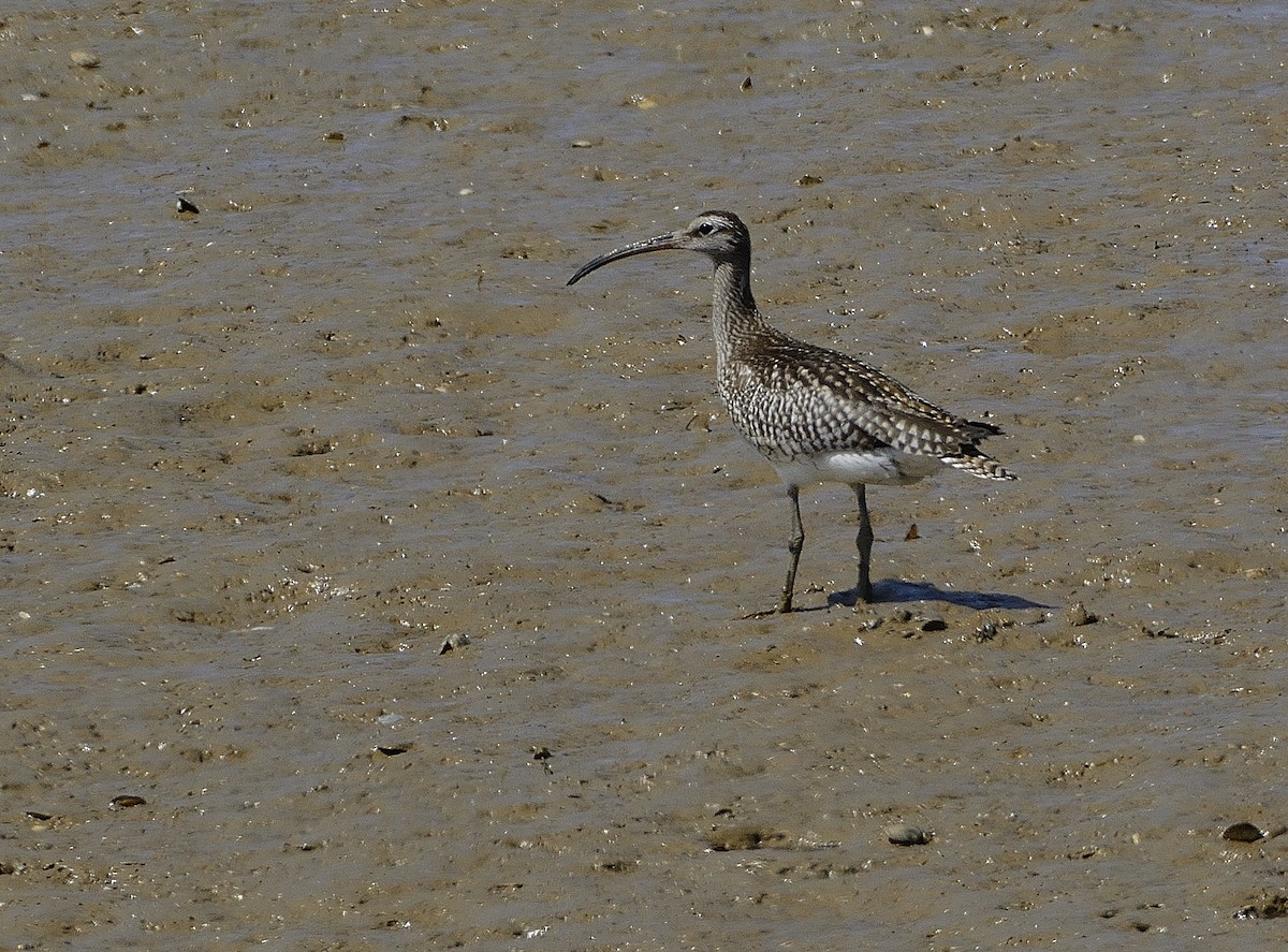 Whimbrel - Carlos Alberto Ramírez