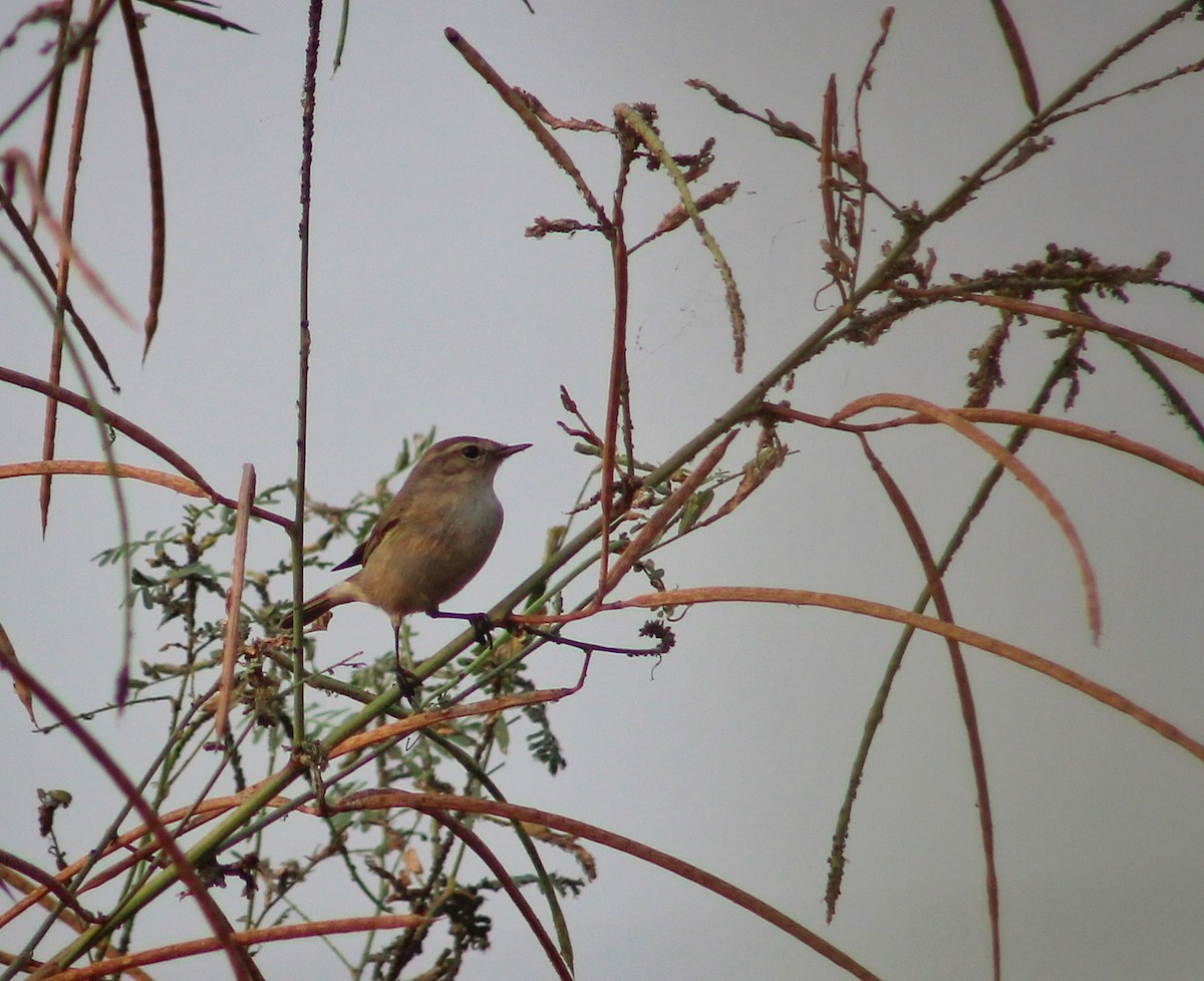 Mosquitero Común - ML509613281