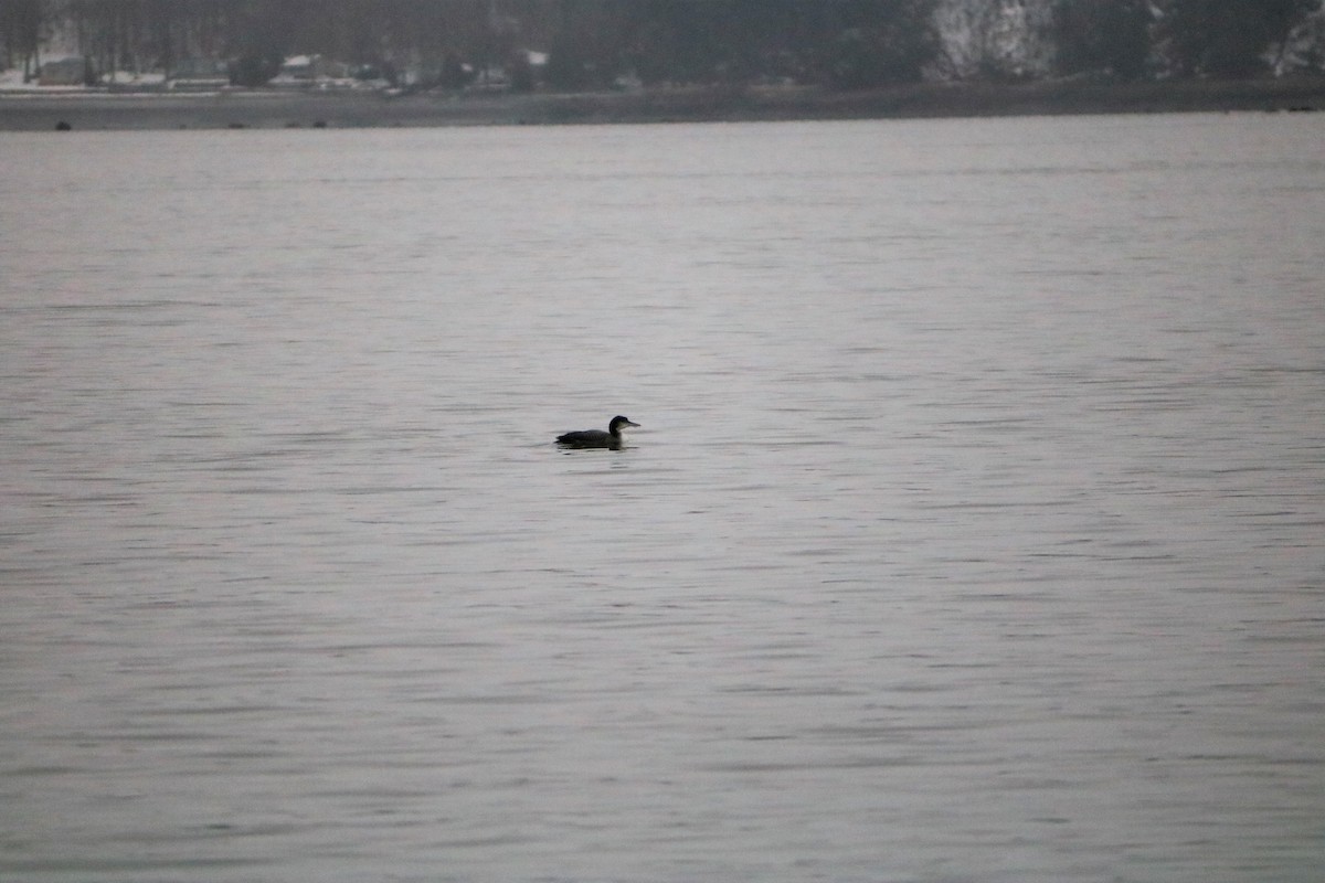 Common Loon - Danielle-Claude Bélanger