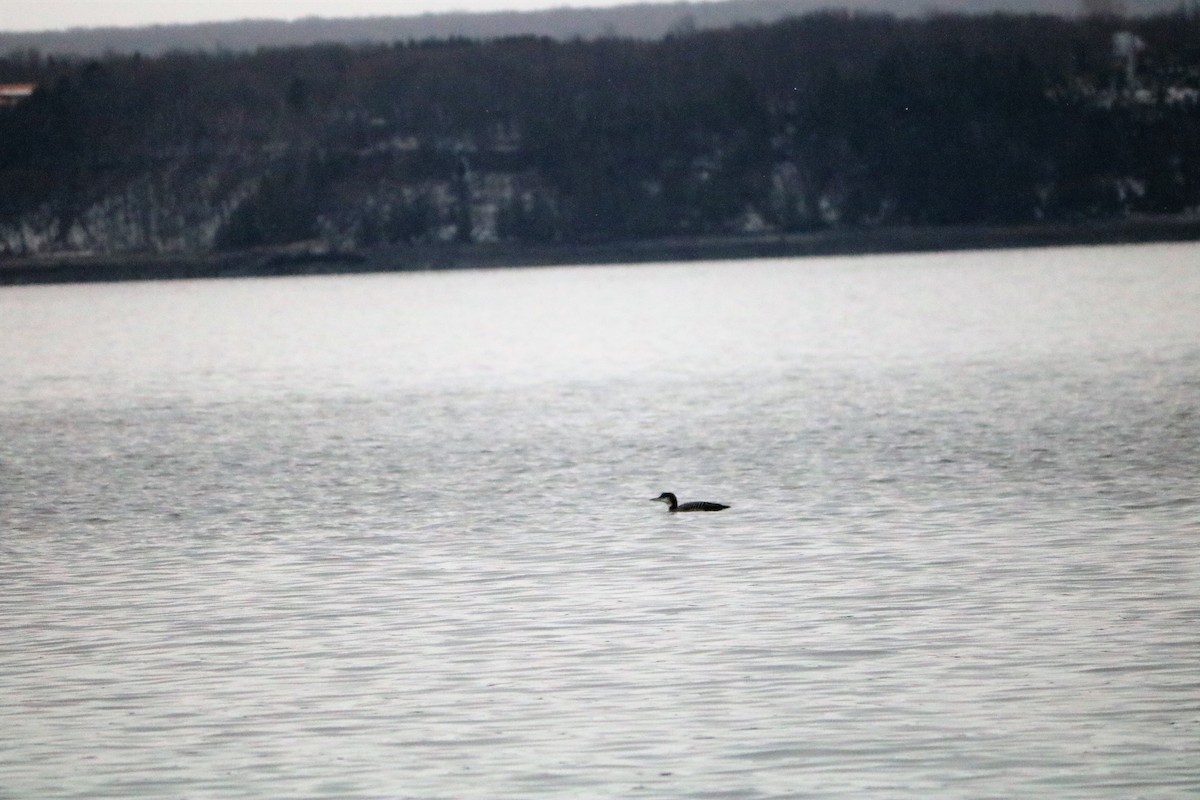 Common Loon - Danielle-Claude Bélanger