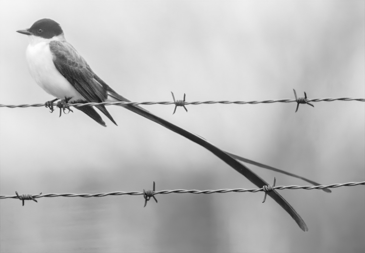 Fork-tailed Flycatcher - ML509614571