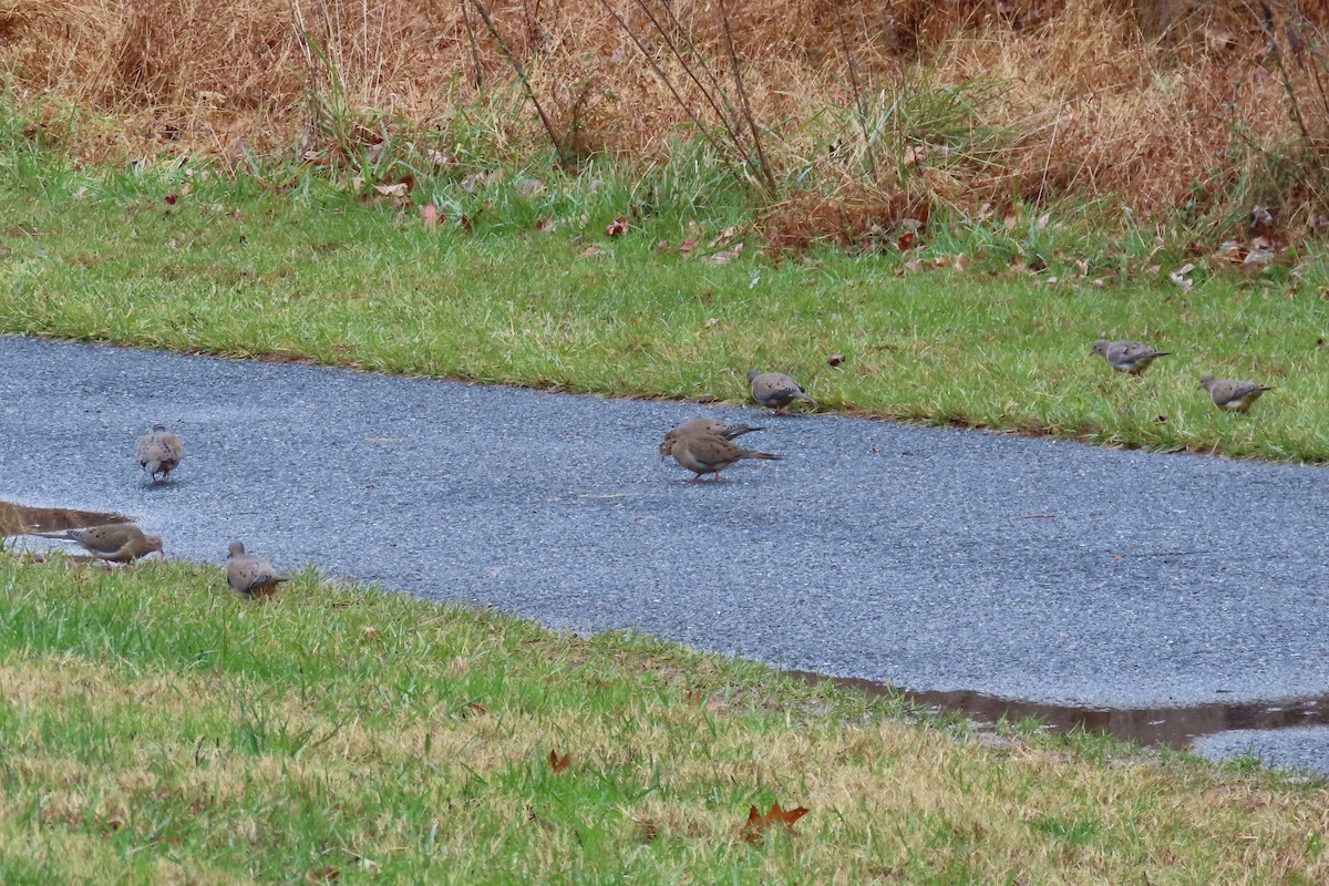 Mourning Dove - ML509615011