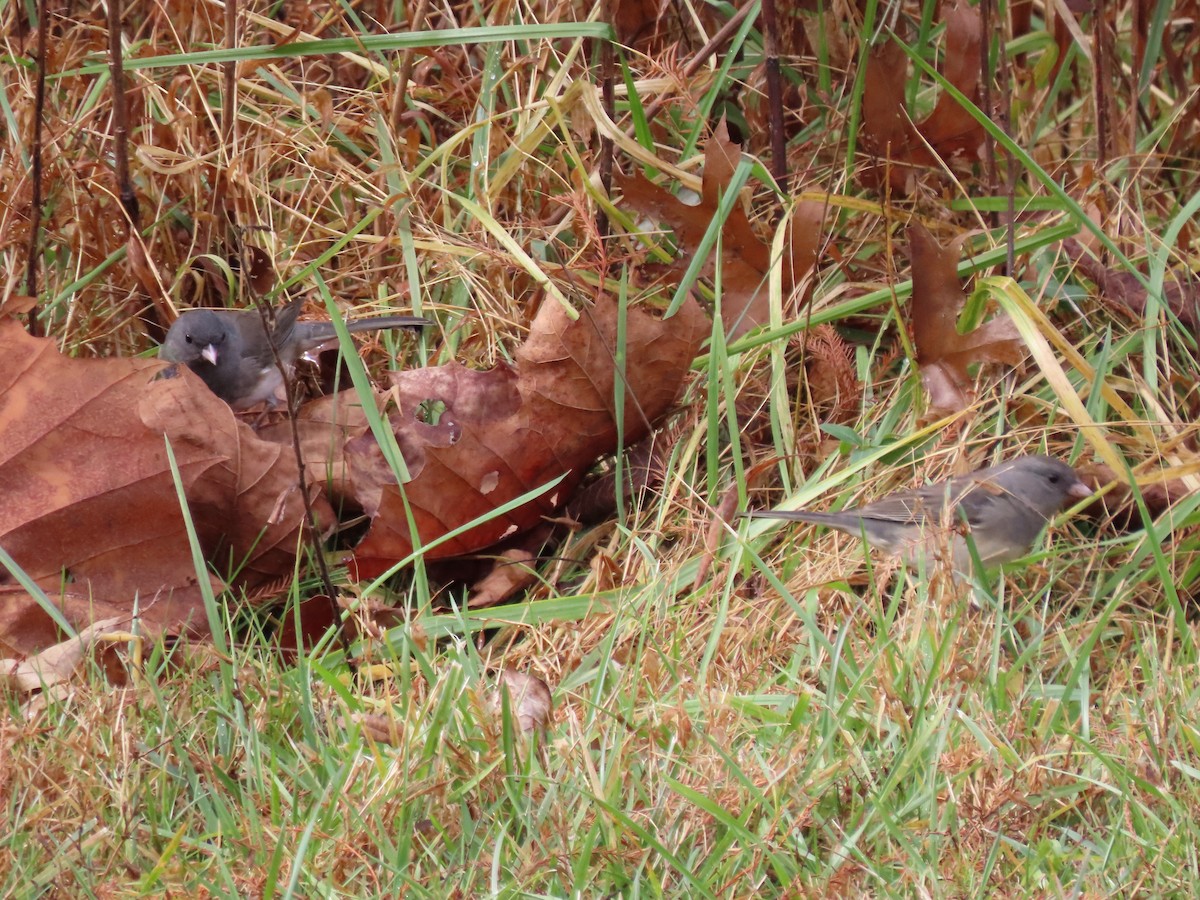 Kara Gözlü Junko (hyemalis/carolinensis) - ML509615131