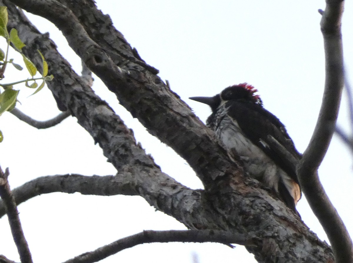 Acorn Woodpecker - ML509615831