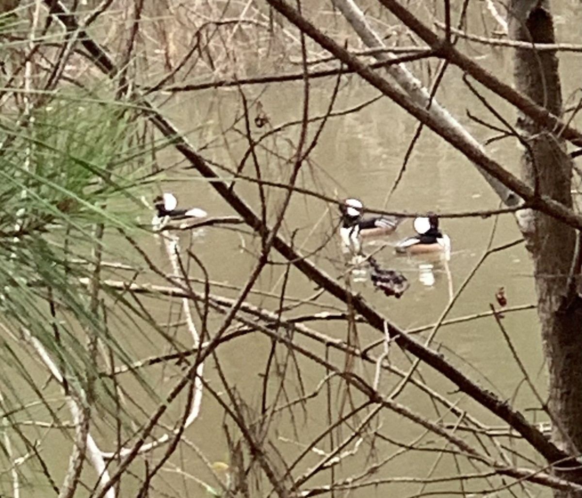 Hooded Merganser - ML509615841