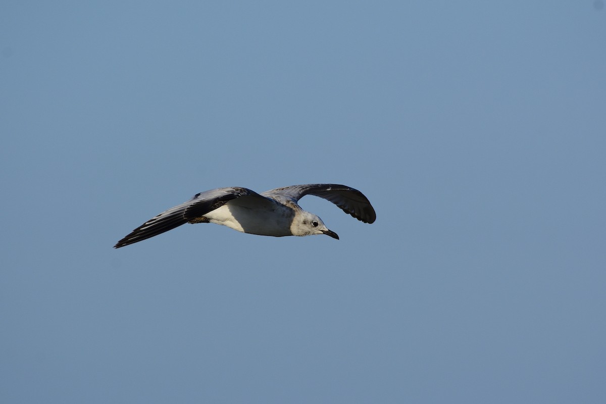 Black-headed Gull - ML509618471