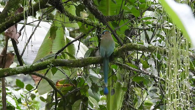 Motmot à tête bleue - ML509618591