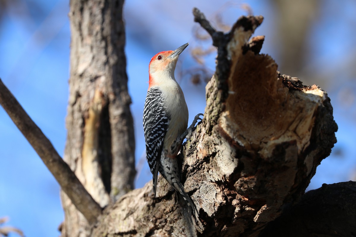 Red-bellied Woodpecker - Susan Szeszol