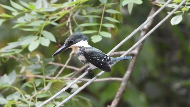 Green Kingfisher - ML509619421