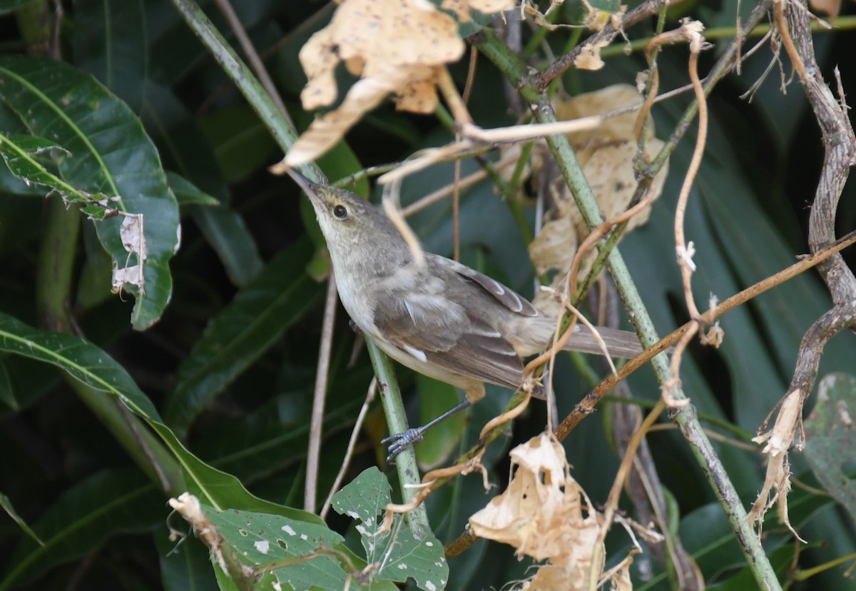 Pitcairn Reed Warbler - ML509619491