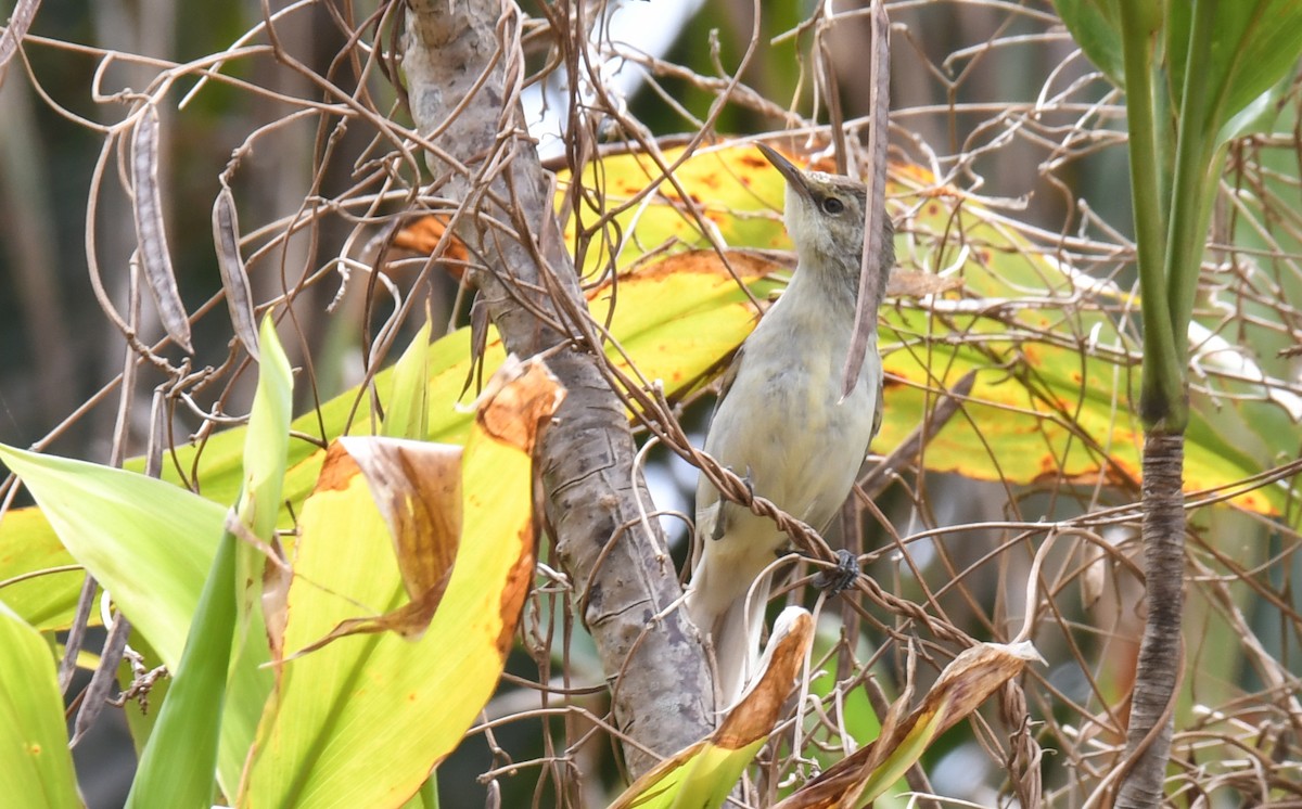 Pitcairn Reed Warbler - Laurence Green