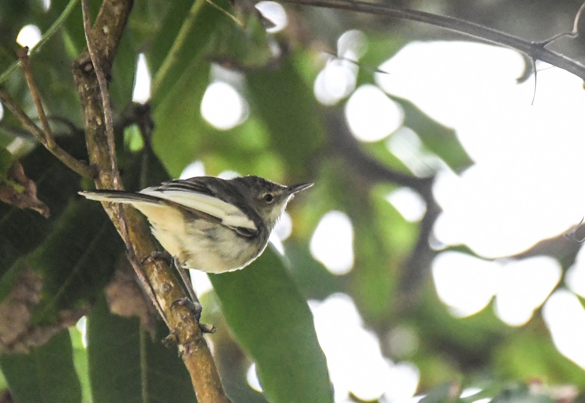 Pitcairn Reed Warbler - Laurence Green