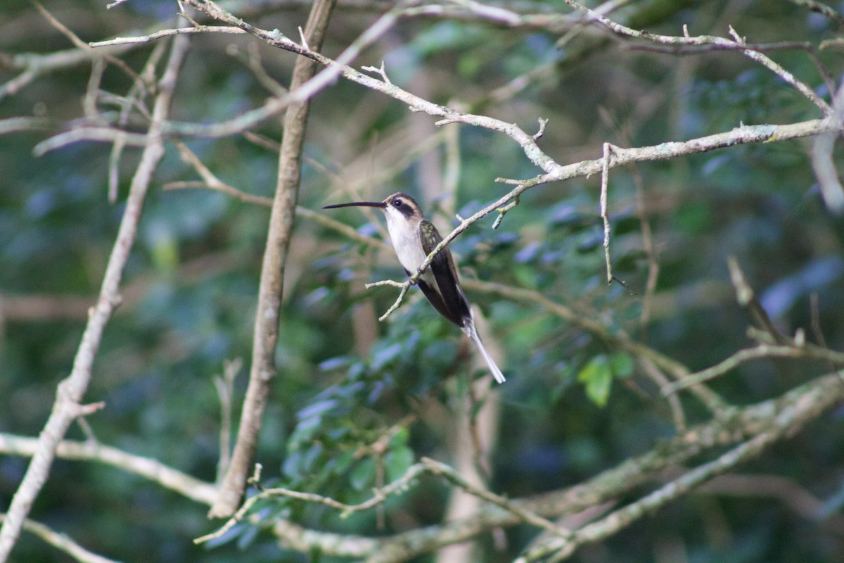 Светлобрюхий колибри-отшельник - ML509620651