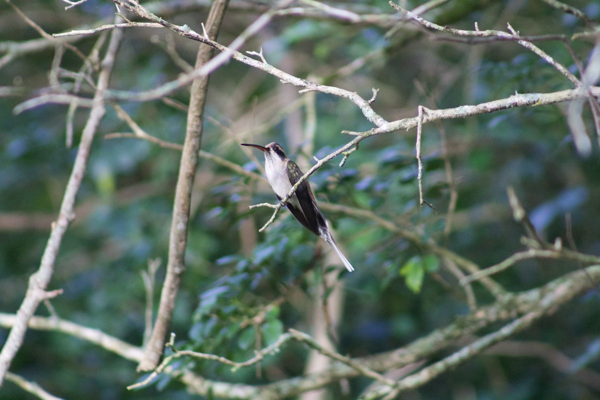 Светлобрюхий колибри-отшельник - ML509620661