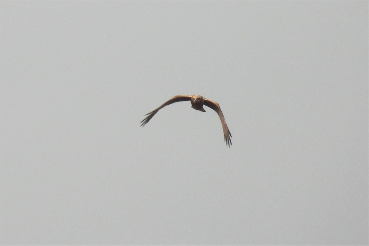 Western Marsh Harrier - ML509621321