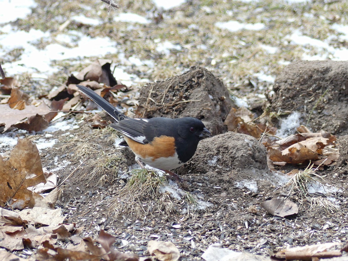 Eastern Towhee - ML50962191