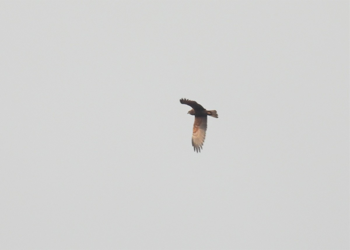 Western Marsh Harrier - ML509622681