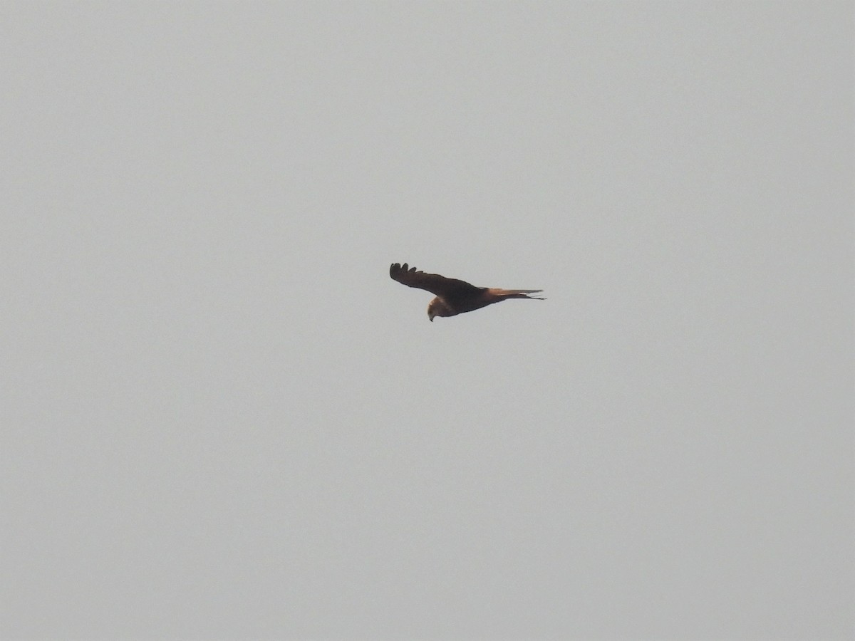 Western Marsh Harrier - ML509622911