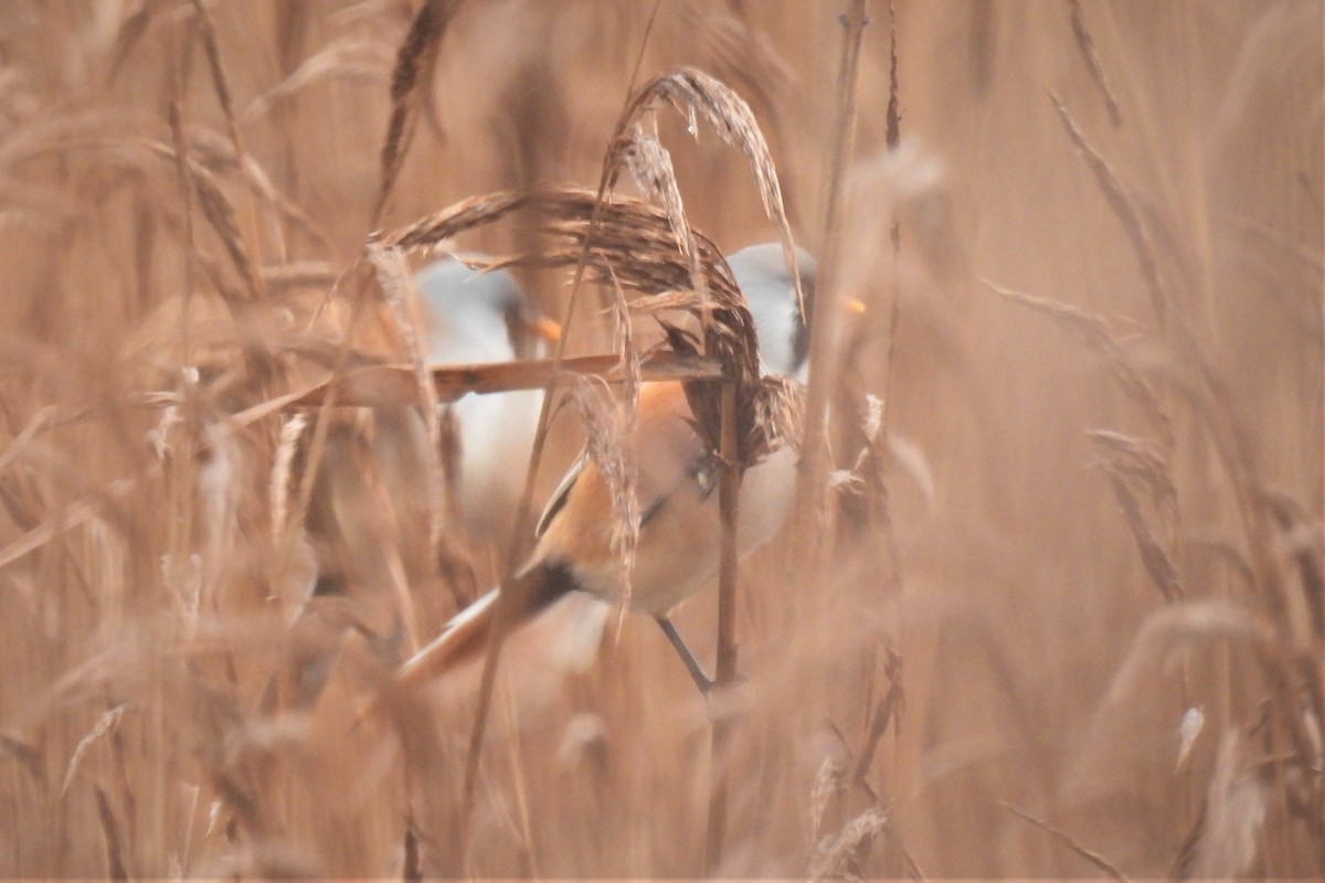 Bearded Reedling - ML509623671