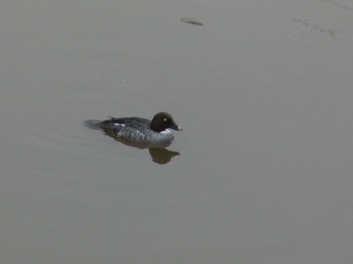 Common Goldeneye - ML509624311
