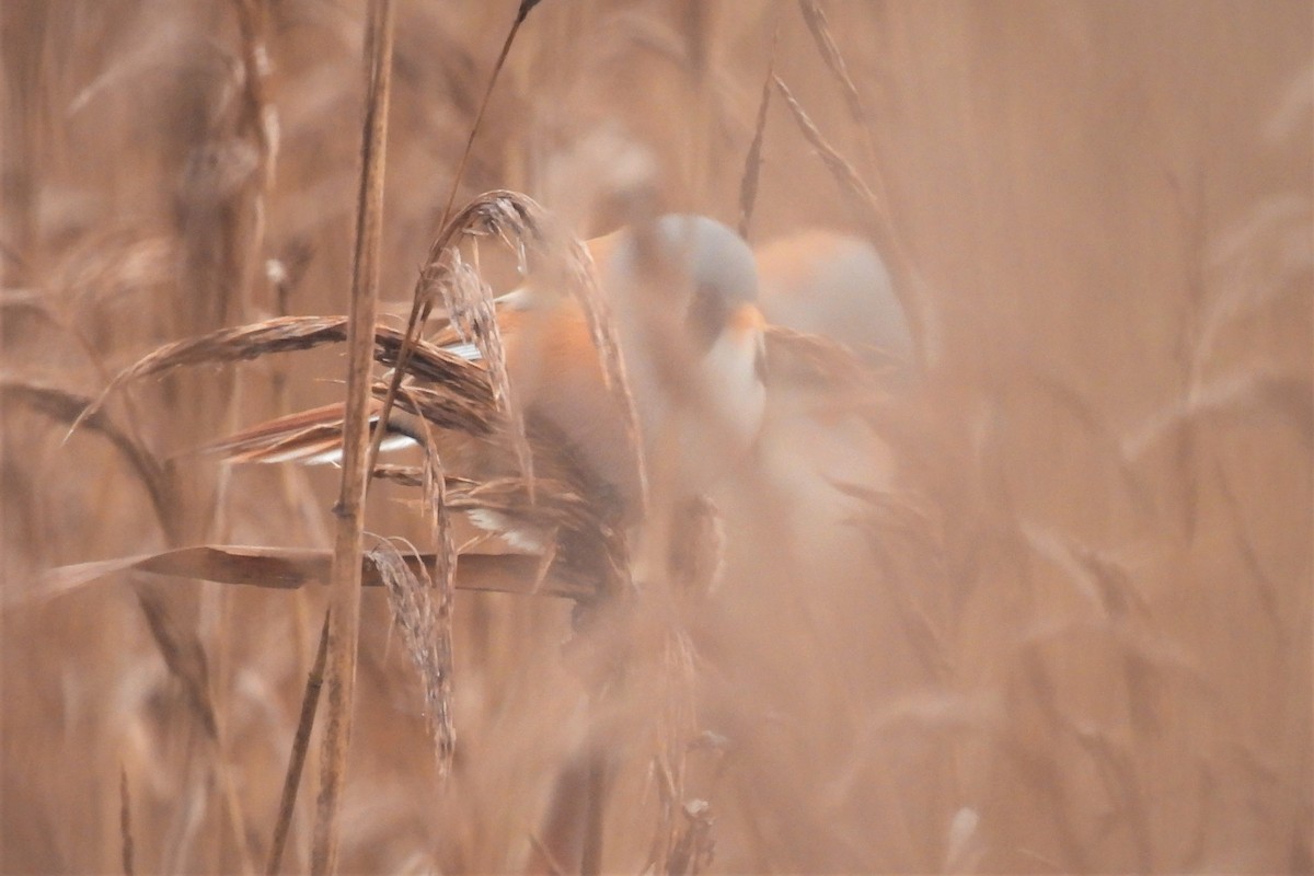 Bearded Reedling - ML509624541