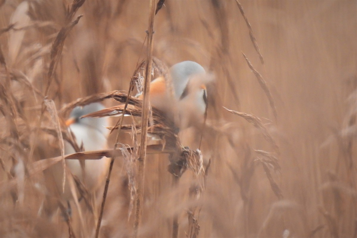 Bearded Reedling - ML509624551