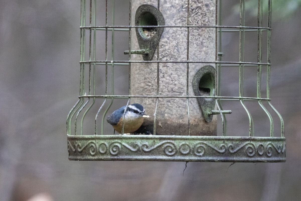 Red-breasted Nuthatch - ML509625611